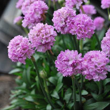 Load image into Gallery viewer, ARMERIA DREAMERIA SWEET DREAMS 1.5L
