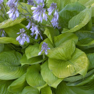 HOSTA SUM & SUBSTANCE 2.0L