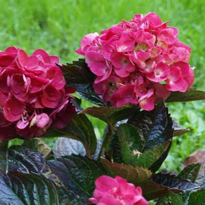 HYDRANGEA MACROPHYLLA RASPBERRY CRUSH 4.5L