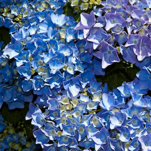 HYDRANGEA MACROPHYLLA BLUE DIAMOND 4.5L