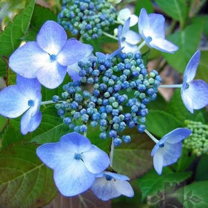 HYDRANGEA MACROPHYLLA BLUE WAVES 4.5L