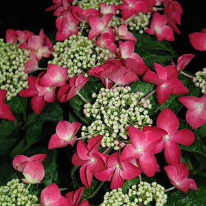 HYDRANGEA MACROPHYLLA STRAWBERRIES & CREAM 4.5L