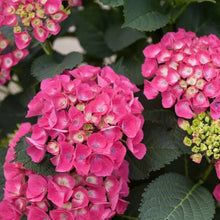 Load image into Gallery viewer, HYDRANGEA MACROPHYLLA VENICE 4.5L
