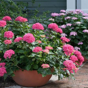 HYDRANGEA MACROPHYLLA VENICE 4.5L