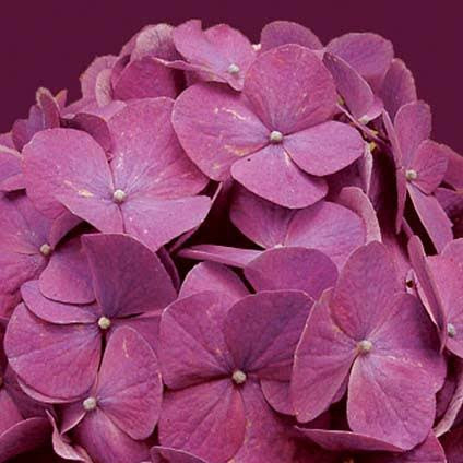 HYDRANGEA MACROPHYLLA ZURICH 4.5L