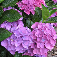 Load image into Gallery viewer, HYDRANGEA MACROPHYLLA ZURICH 4.5L
