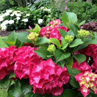 HYDRANGEA MACROPHYLLA SAXON RED DAWN 4.5L