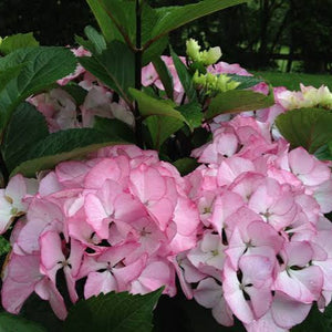 HYDRANGEA MACROPHYLLA SAXON PINK MAIDEN 4.5L