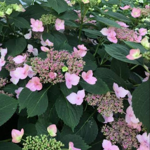 HYDRANGEA SERRATA MAGIC PILLOW