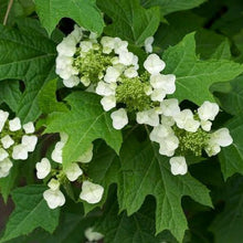 Load image into Gallery viewer, HYDRANGEA QUERCIFOLIA 4.5L
