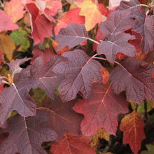 Load image into Gallery viewer, HYDRANGEA QUERCIFOLIA 4.5L
