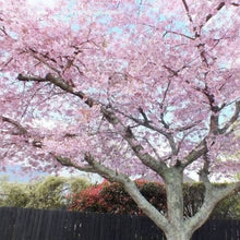 Load image into Gallery viewer, PRUNUS YEDOENSIS AWANUI 1.6M PB28
