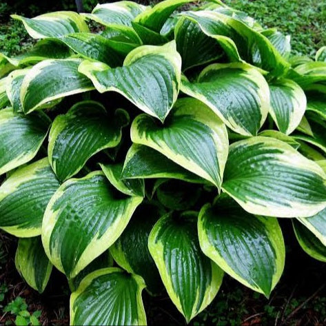 HOSTA QUEEN JOSEPHINE 2.0L