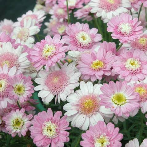 ARGYRANTHEMUM SUGAR CANDY 1.5L