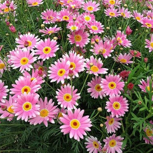 ARGYRANTHEMUM SUPERSTAR 1.5L