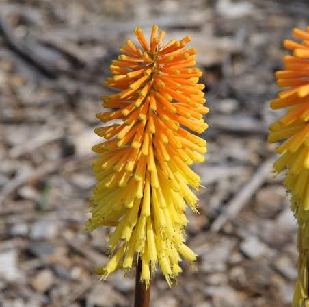 KNIPHOFIA DWARF ORANGEADE 1.5L