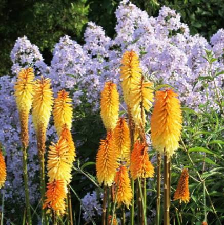 KNIPHOFIA ERNEST MITCHELL 1.5L