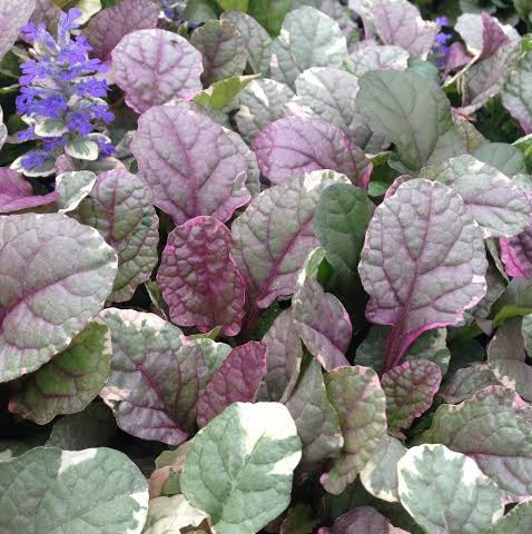 AJUGA BURGUNDY LACE 14CM