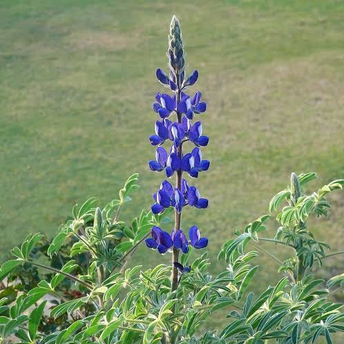 LUPIN ISRAELI BLUE 14CM