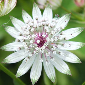 ASTRANTIA MAJOR 1.5L