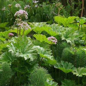 DARMERA PELTATA UMBRELLA PLANT 1.5L