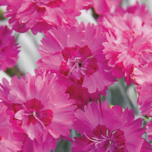 DIANTHUS ANGEL OF GRACE 1.5L