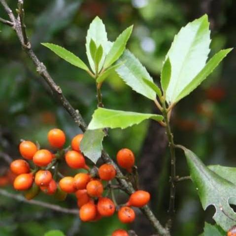 HEDYCARYA ARBOREA PIGEONWOOD POROKAIWHIRI 2.0L