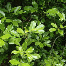 Load image into Gallery viewer, MELICOPE TERNATA WHARANGI 4.7L
