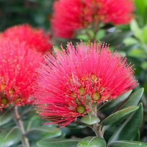 METROSIDEROS EXCELSA POHUTUKAWA