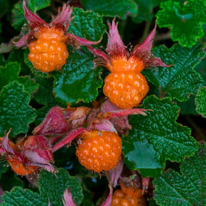 RUBUS PENTALOBUS ORANGEBERRY 1.9L