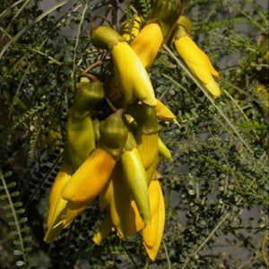 SOPHORA LONGICARINATA LIMESTONE KOWHAI 2.5L