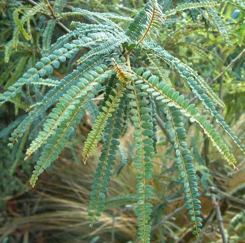 SOPHORA GODLEYI RANGITIKEI KOWHAI 2.5L