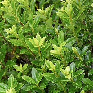 PITTOSPORUM TENUIFOLIUM GREENSLEEVES