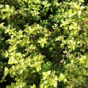 PITTOSPORUM TENUIFOLIUM REFLECTIONS