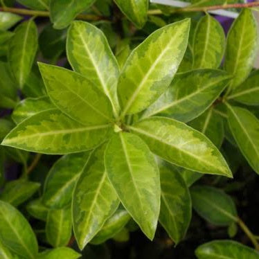 PITTOSPORUM TENUIFOLIUM LIMELIGHT