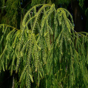 DACRYDIUM CUPRESSINUM RIMU 3.3L