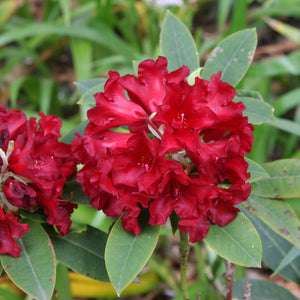 RHODODENDRON BLACK MAGIC 8.0L