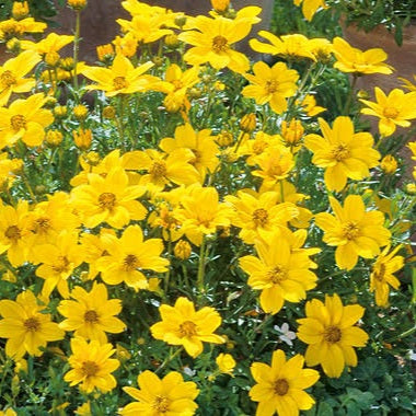 BIDENS ROCKSTAR 1.5L