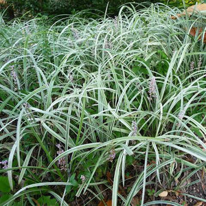 LIRIOPE SILVER DRAGON