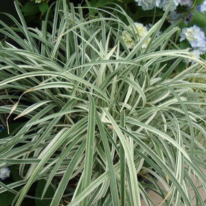 LIRIOPE SILVER DRAGON