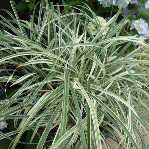 LIRIOPE SILVER DRAGON