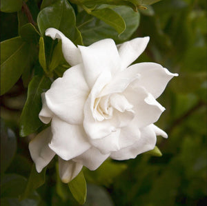 GARDENIA VEITCHII 1.3L