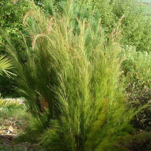 RHODOCOMA CAPENSIS CAPE RESTIO