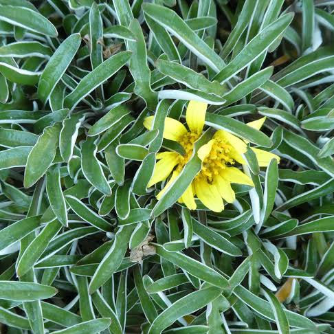 DYMONDIA MARGARETAE SILVER CARPET