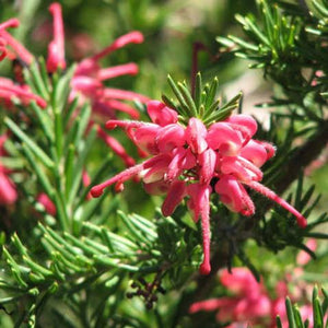 GREVILLEA NANCY OTZEN