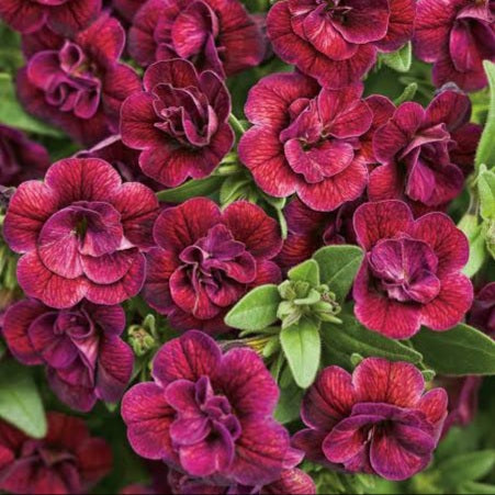 CALIBRACHOA DOUBLE PLUM 1.5L