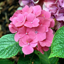 Load image into Gallery viewer, HYDRANGEA MACROPHYLLA PIAMINA 2.5L
