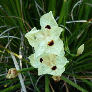 DIETES BICOLOR 1.5L