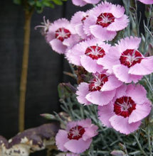 Load image into Gallery viewer, DIANTHUS ANGEL OF PEACE 1.5L
