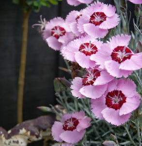 DIANTHUS ANGEL OF PEACE 1.5L